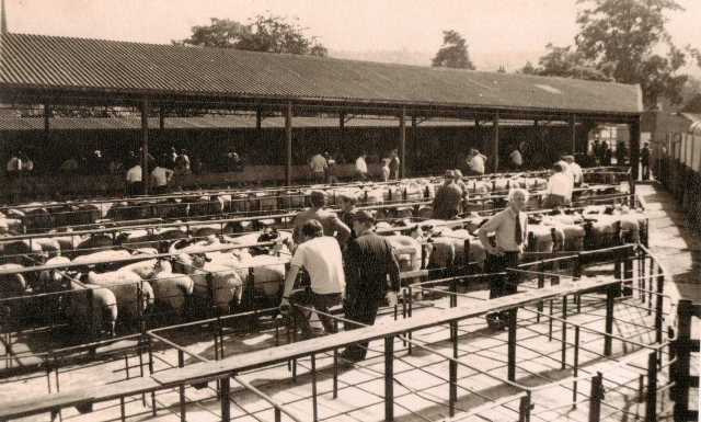 [Ledbury Cattle Market]