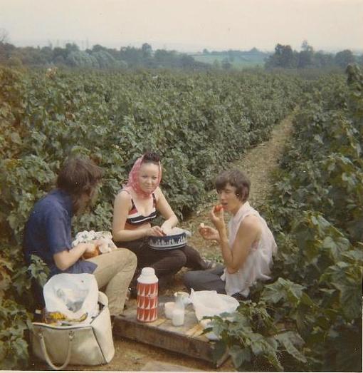 [Currant Picking NO2]