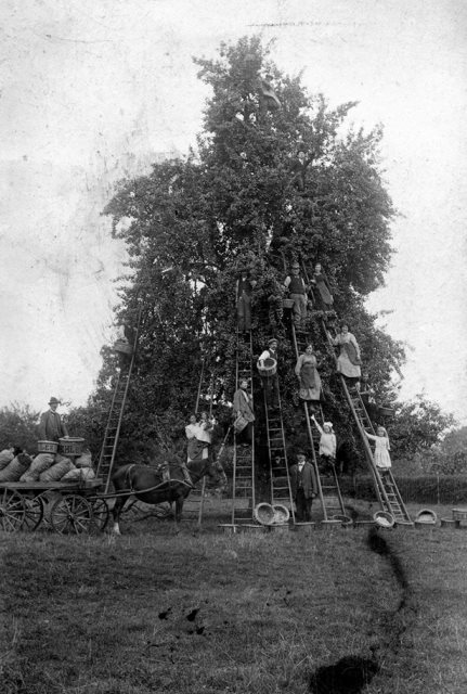 [Ledbury Apple / Pear Picking]