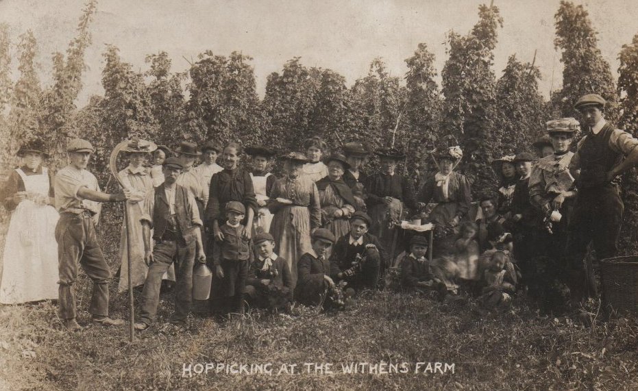 [Ledbury Hop Picking]